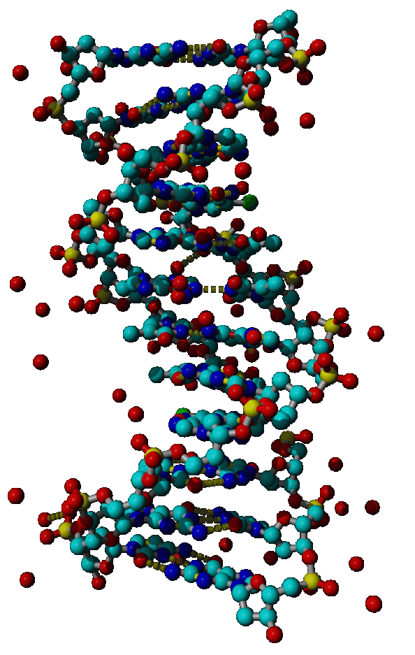 l'ADN